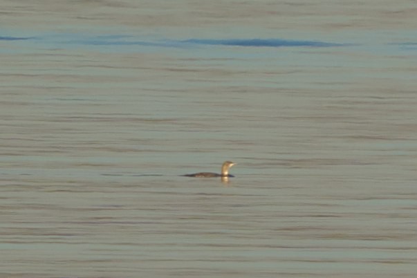 Red-throated Loon - ML610800832