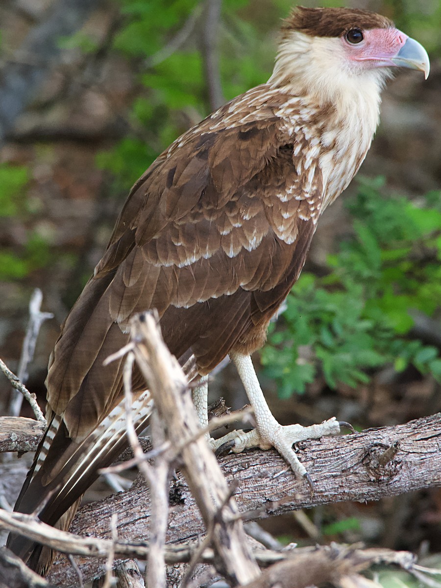 Crested Caracara - ML610800884