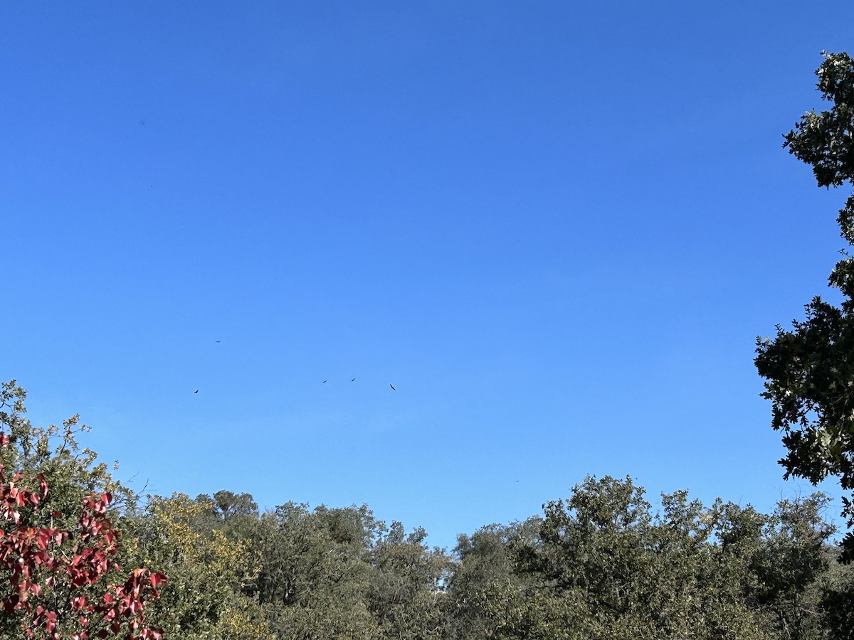 Turkey Vulture - ML610801020