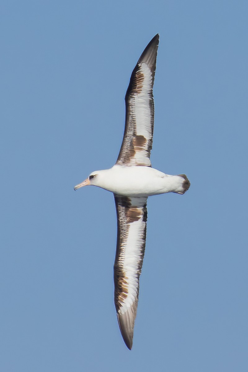 Laysan Albatross - ML610801049
