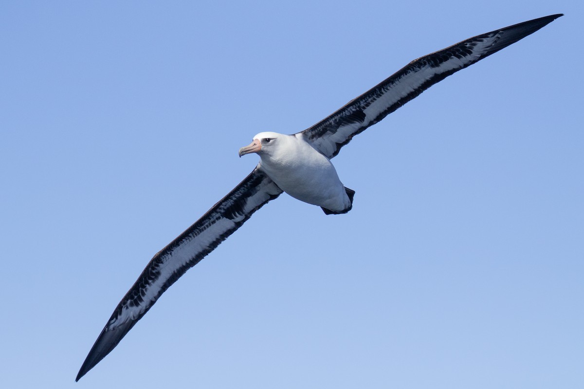 Laysan Albatross - ML610801053