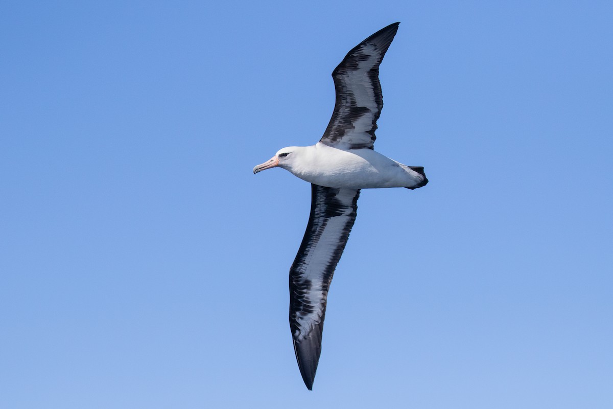 Laysan Albatross - ML610801054