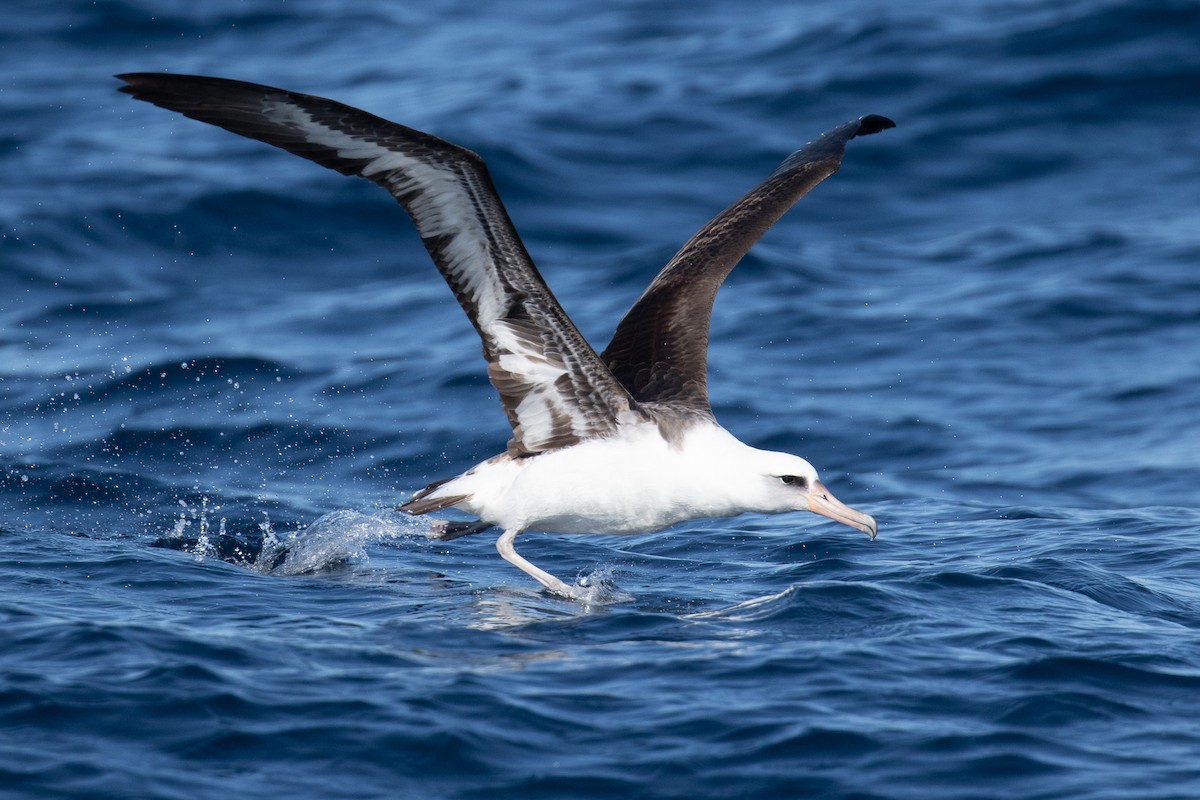 Laysan Albatross - ML610801055