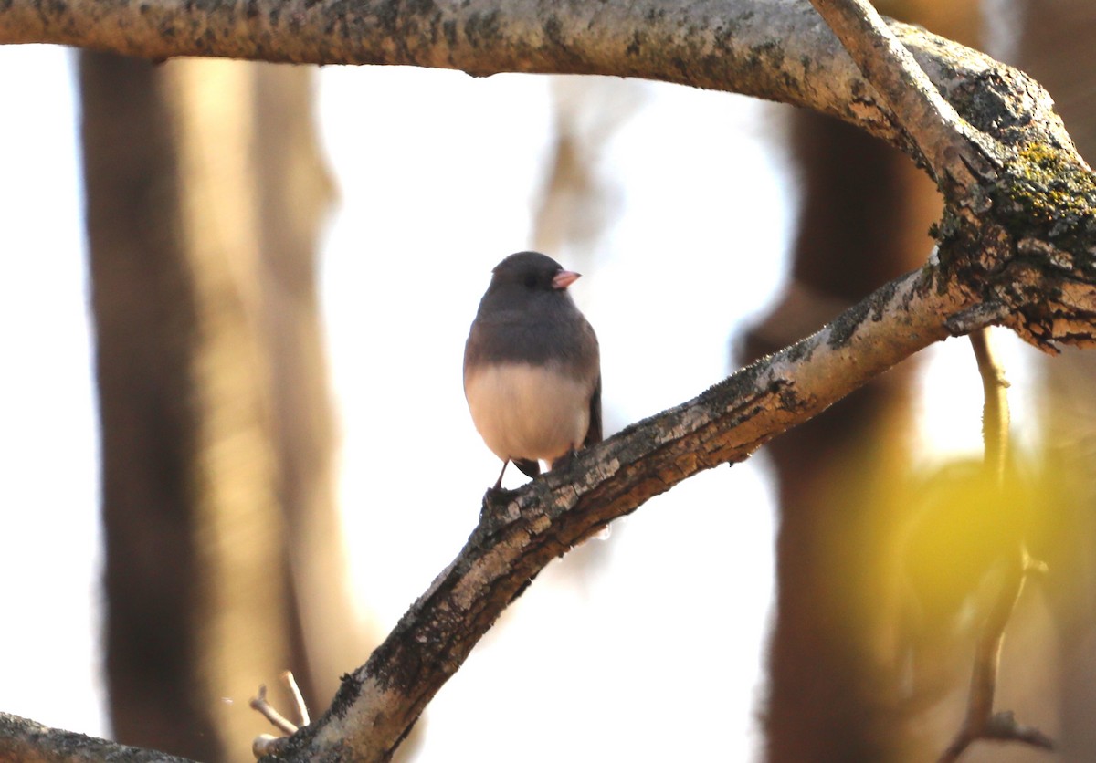 Dark-eyed Junco - ML610801090