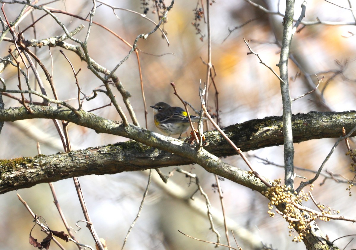 Yellow-rumped Warbler (Myrtle) - ML610801106