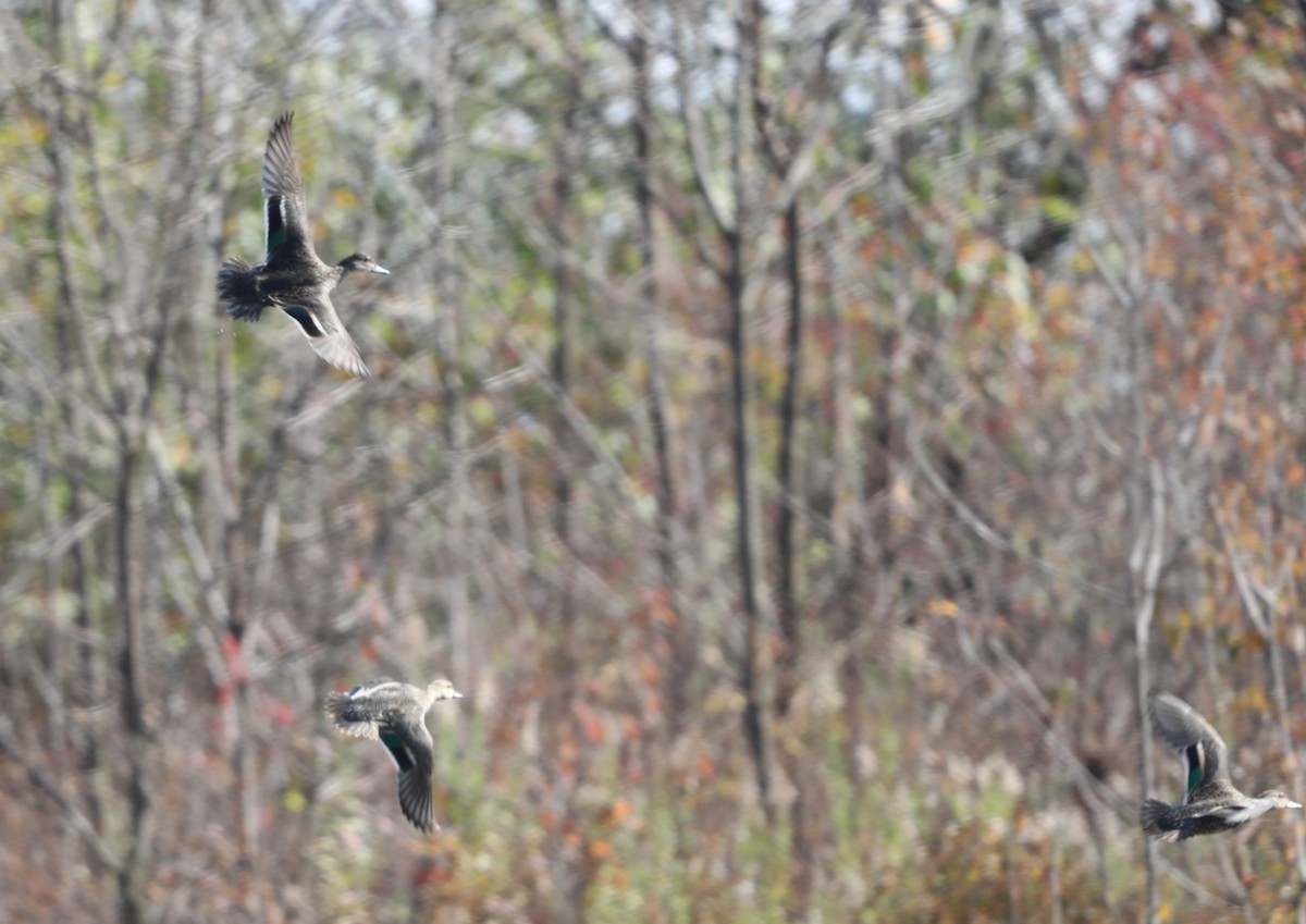 Green-winged Teal - ML610801149