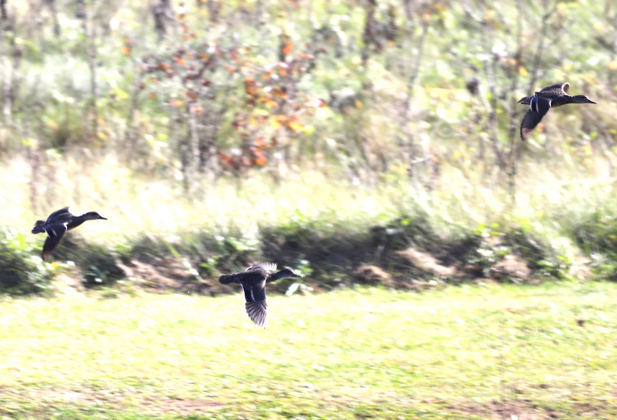 Green-winged Teal - ML610801152