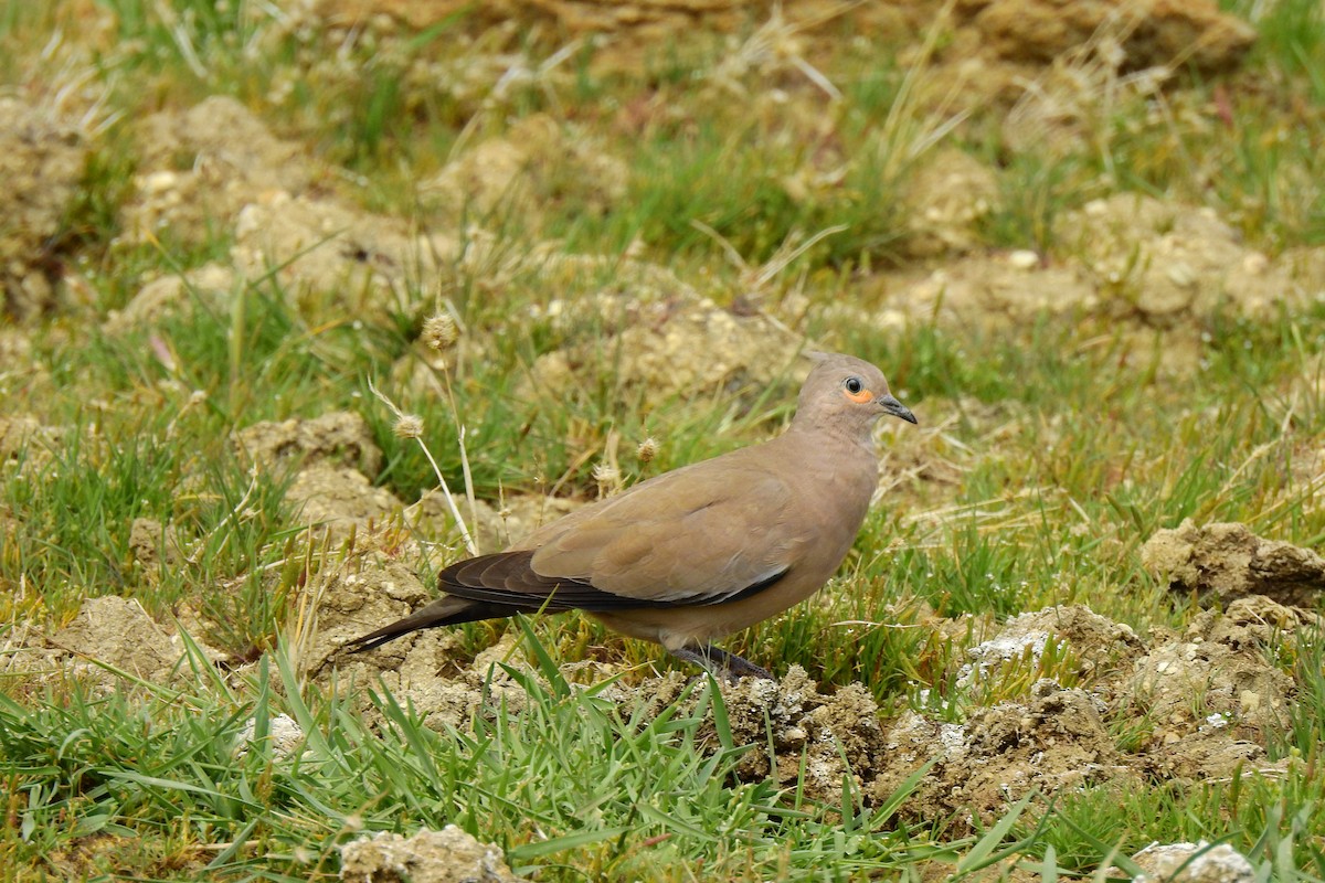 Black-winged Ground Dove - ML610801165