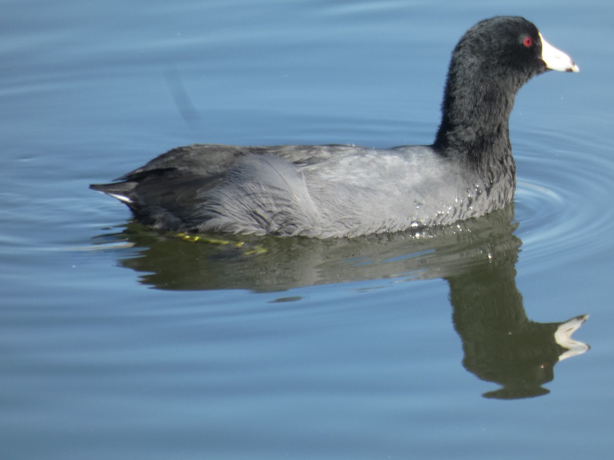 American Coot - ML610801227