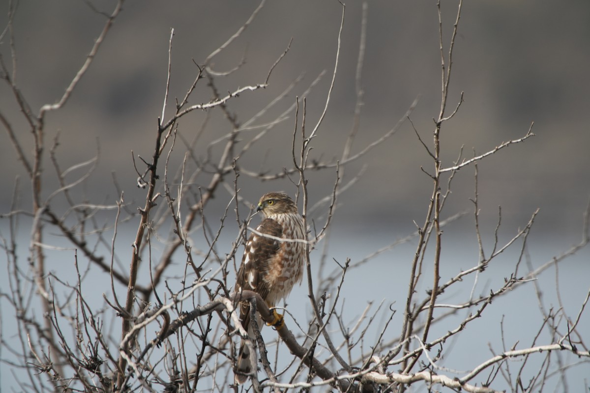 Sharp-shinned Hawk - ML610801299