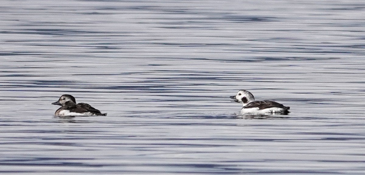 Long-tailed Duck - Patsy Skene