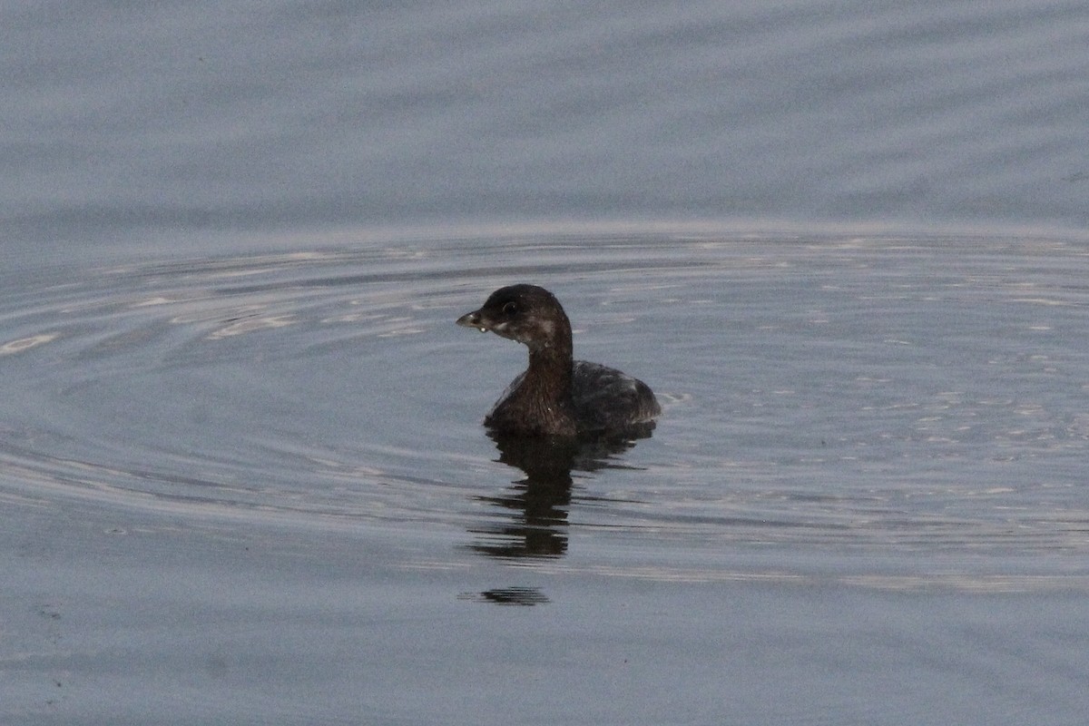 Pied-billed Grebe - ML610801316