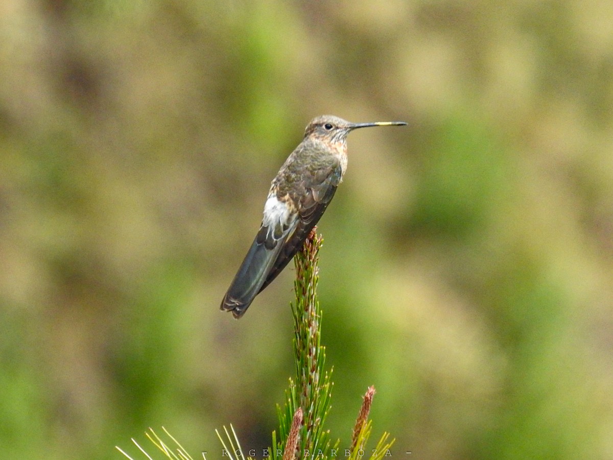 Giant Hummingbird - ML610801361