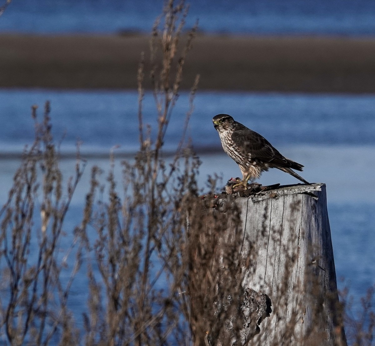 Merlin - Patsy Skene