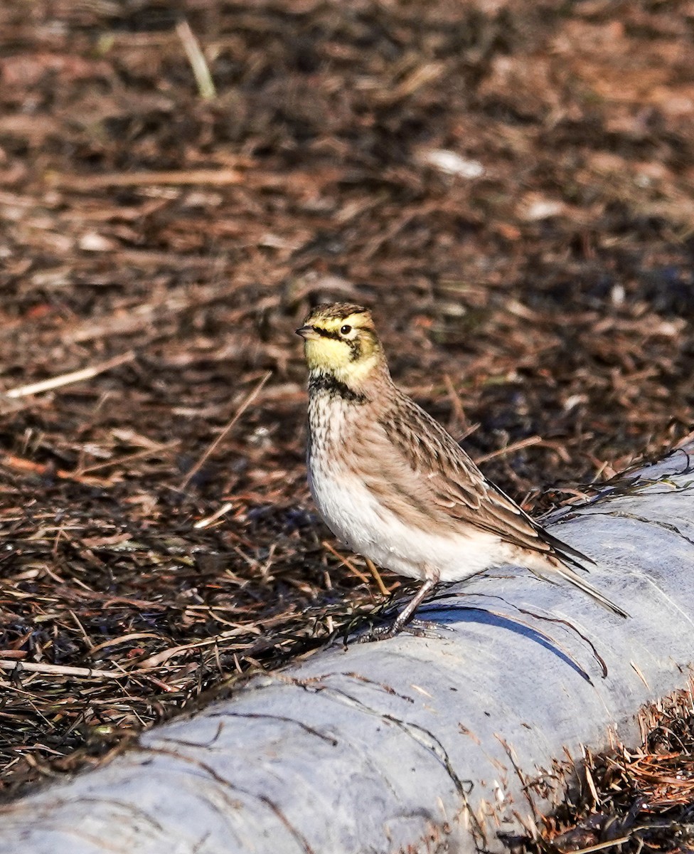 Horned Lark - Patsy Skene