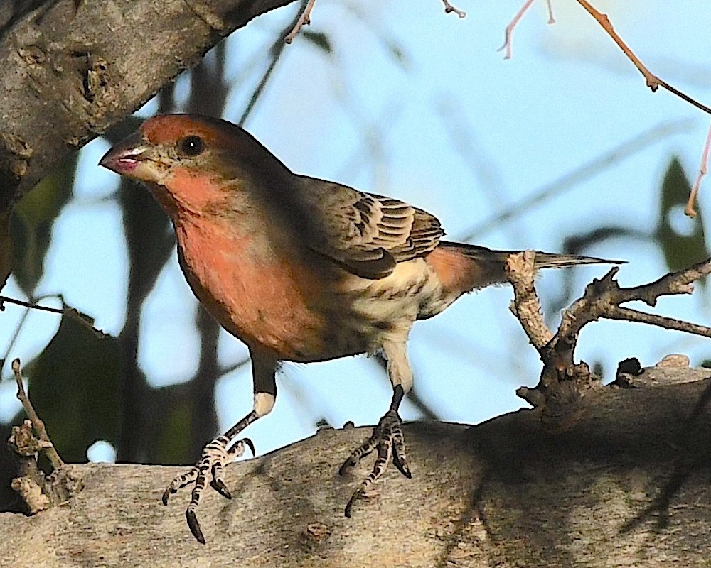 House Finch - ML610801455