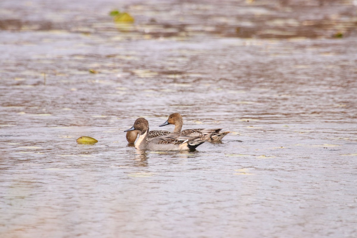 Northern Pintail - ML610801477