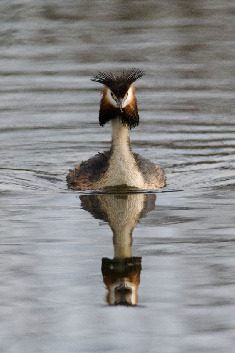 Great Crested Grebe - Alfred & Hidi Lau