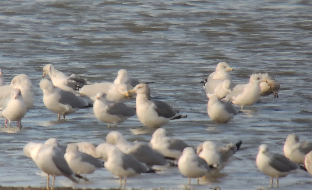 California Gull - ML610801715