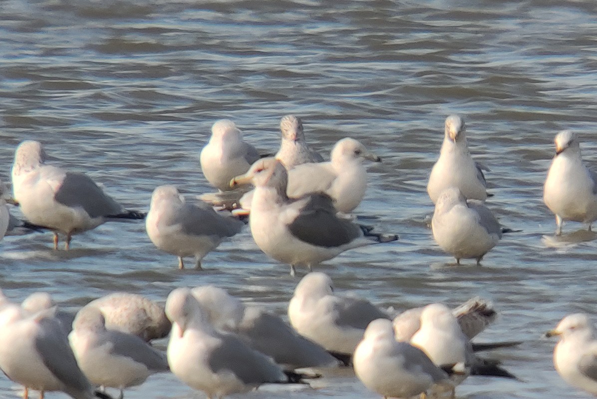 California Gull - ML610801716