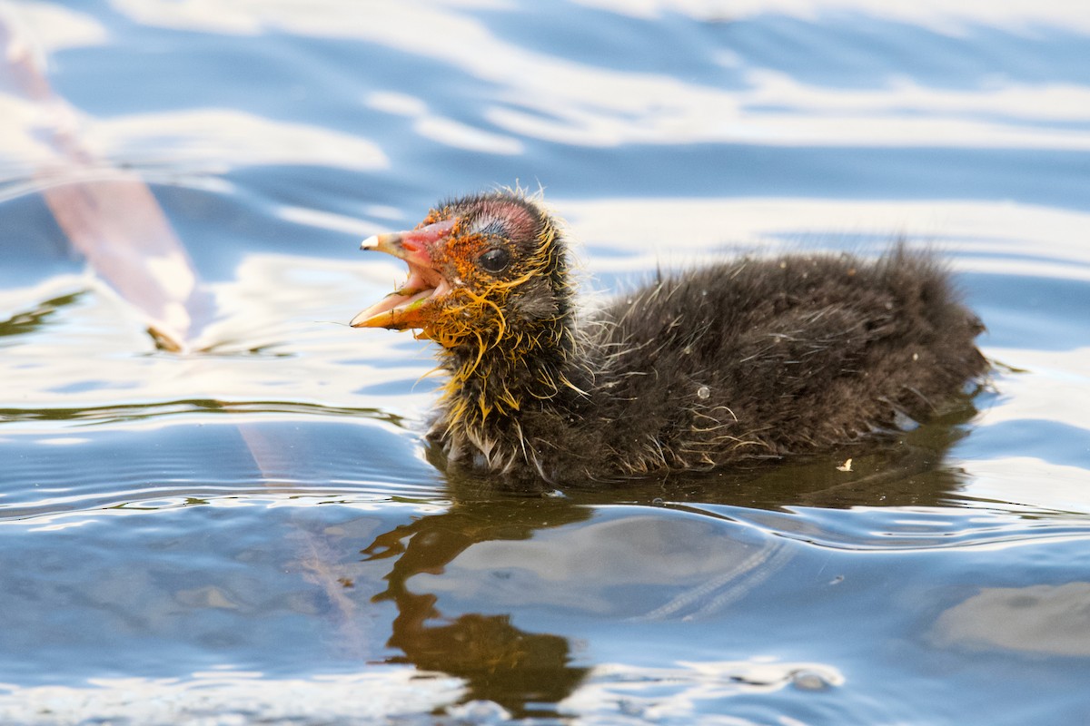 Eurasian Coot - Alfred & Hidi Lau