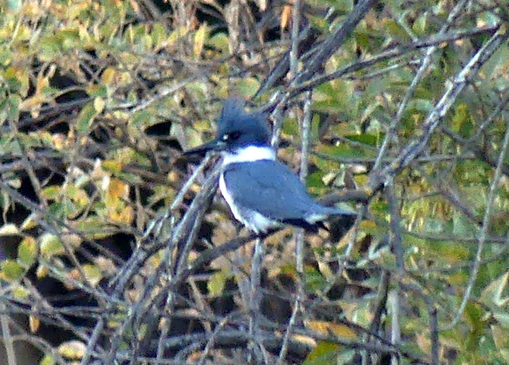 Belted Kingfisher - ML610801750