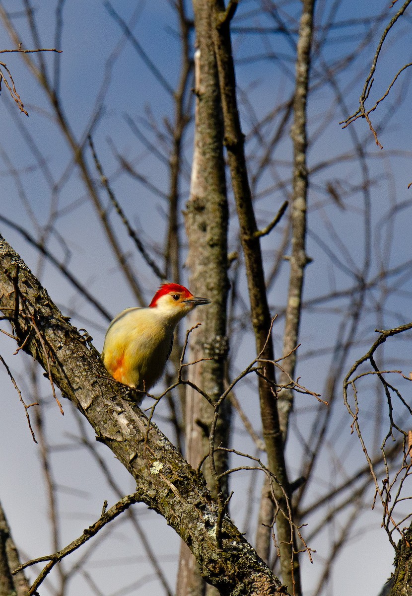 Red-bellied Woodpecker - ML610801873