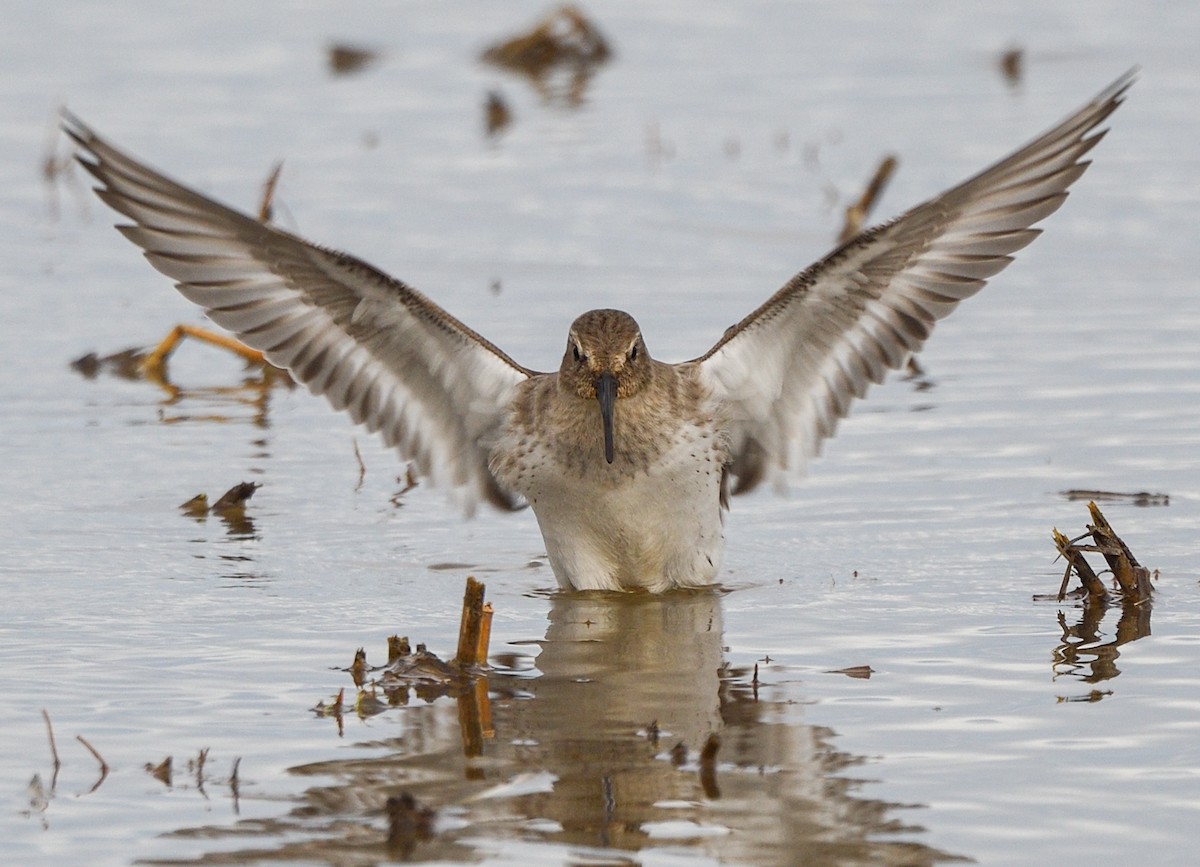 Dunlin - ML610801888