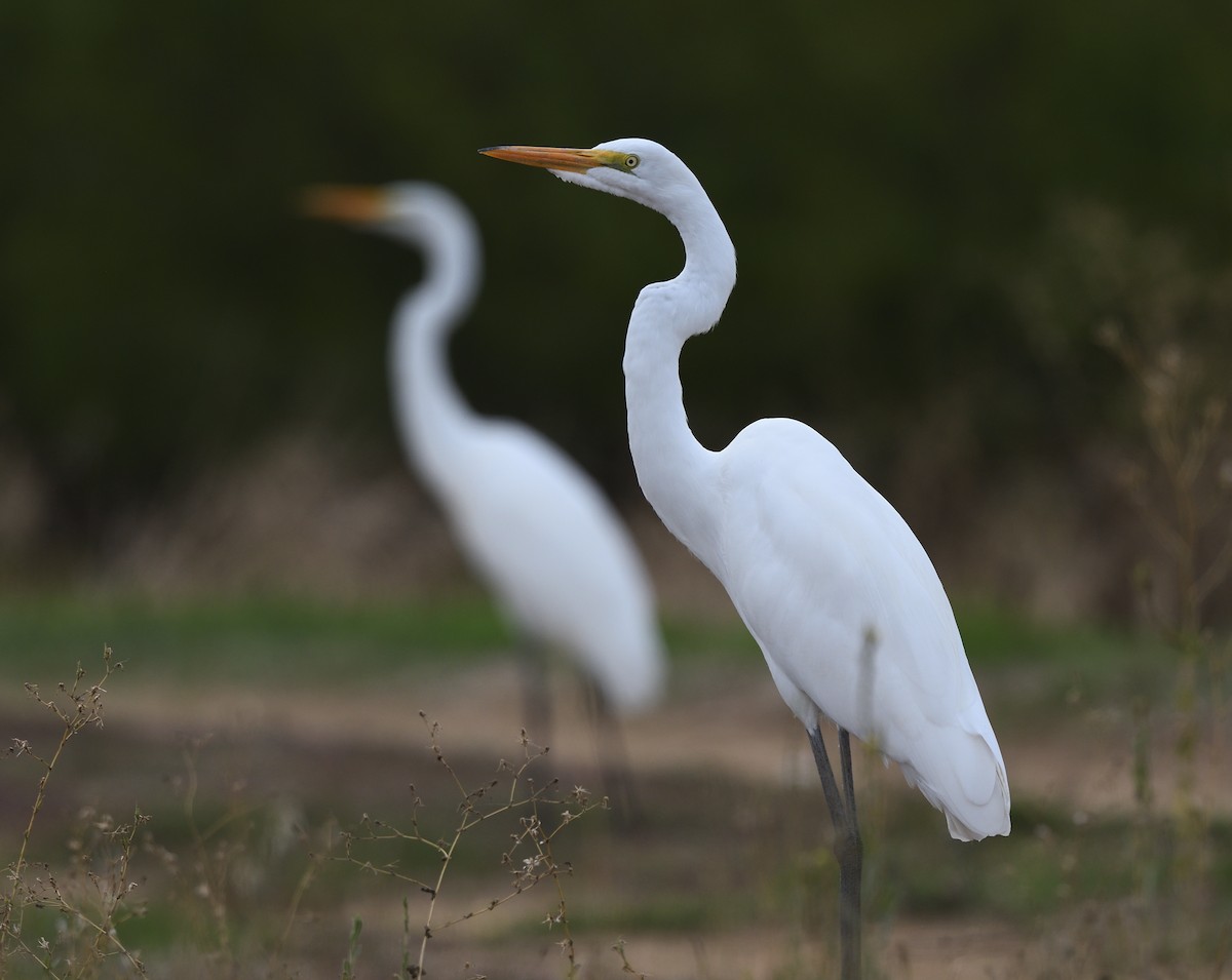 Great Egret - Jerry Ting