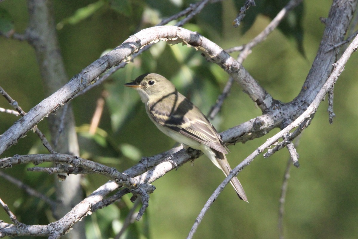 Least Flycatcher - ML610801957