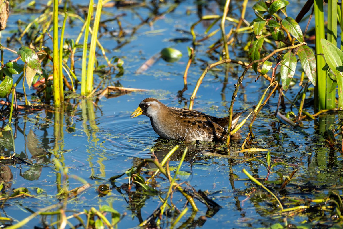 Sora Suyelvesi - ML610802004