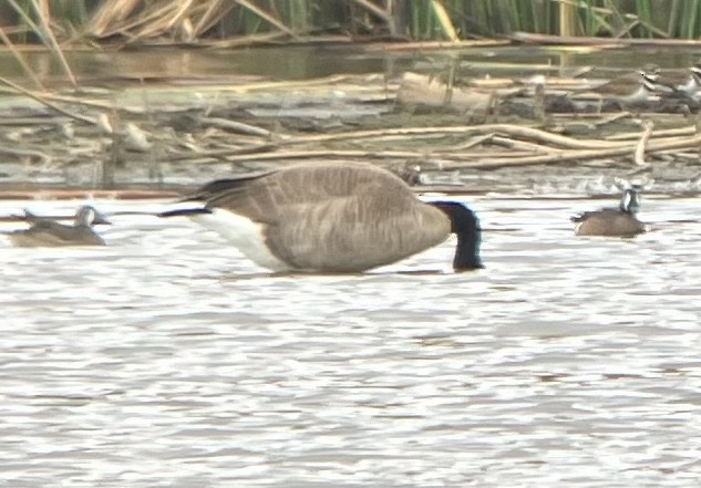 Blue-winged Teal - ML610802076