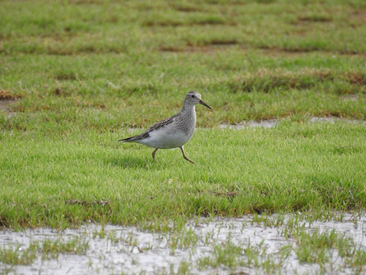 Bécasseau à poitrine cendrée - ML610802080