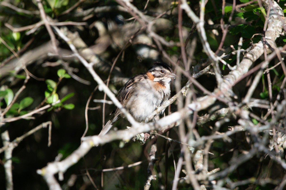 Rufous-collared Sparrow - ML610802119