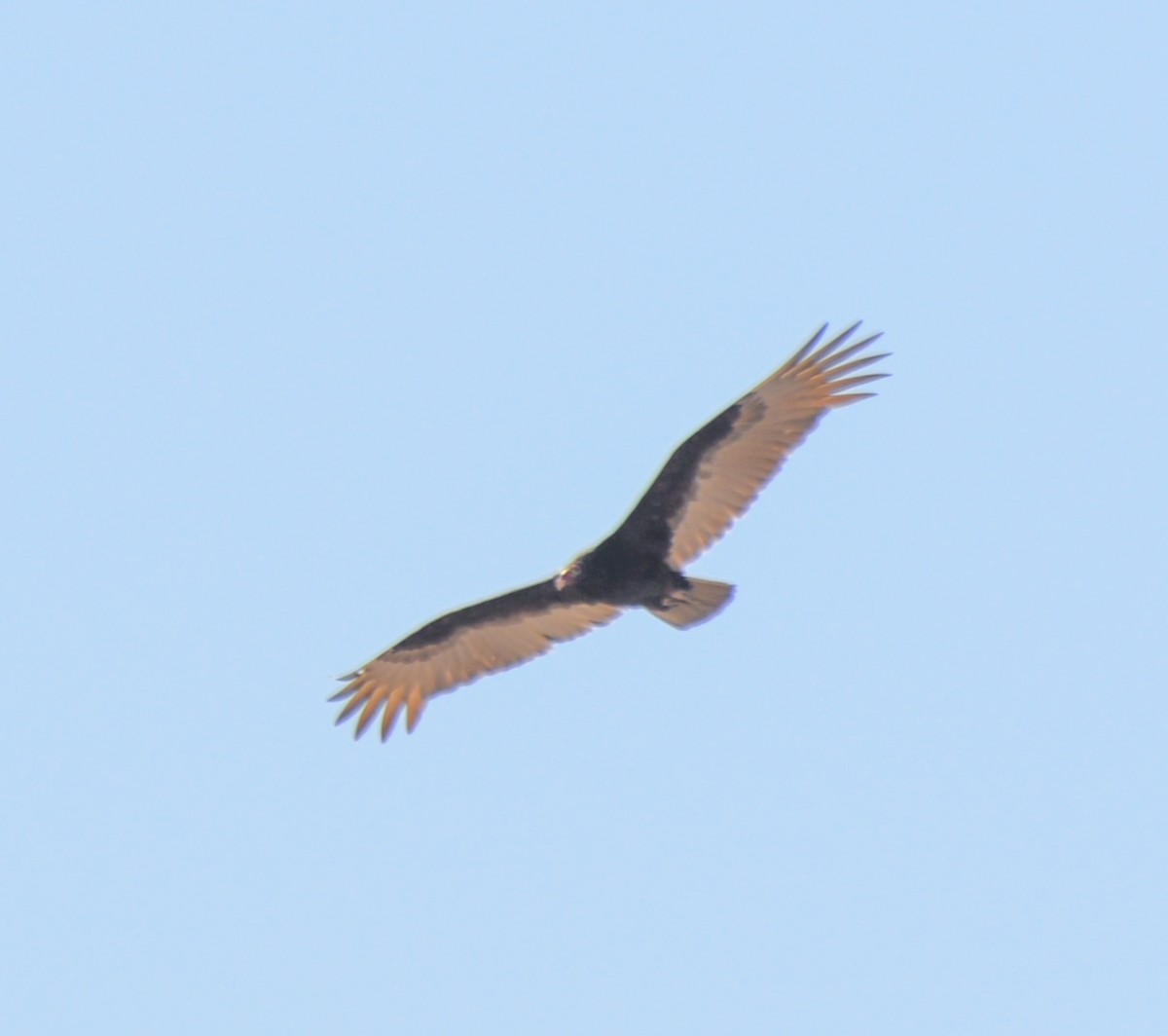 Turkey Vulture - ML610802122