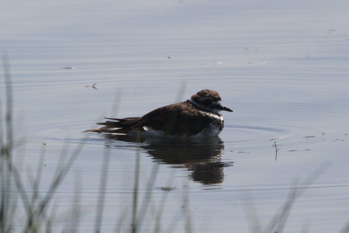 Killdeer - ML610802160