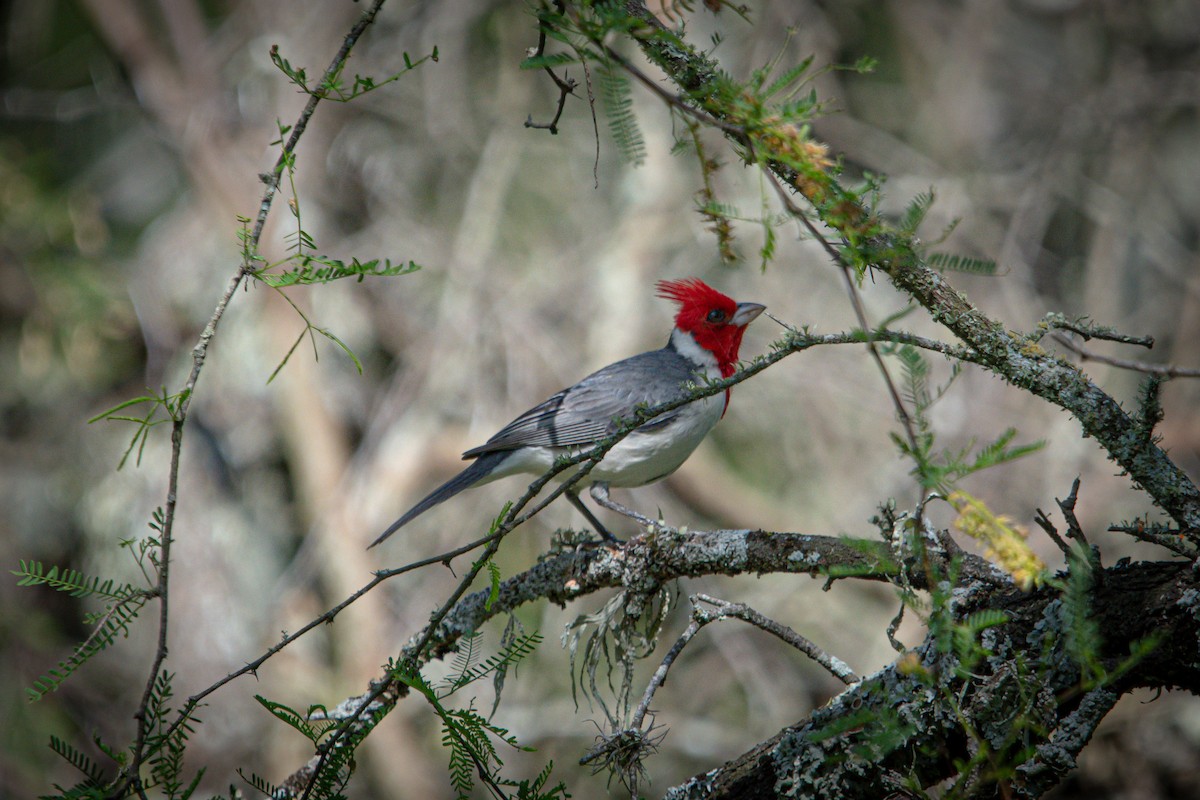 Red-crested Cardinal - ML610802168