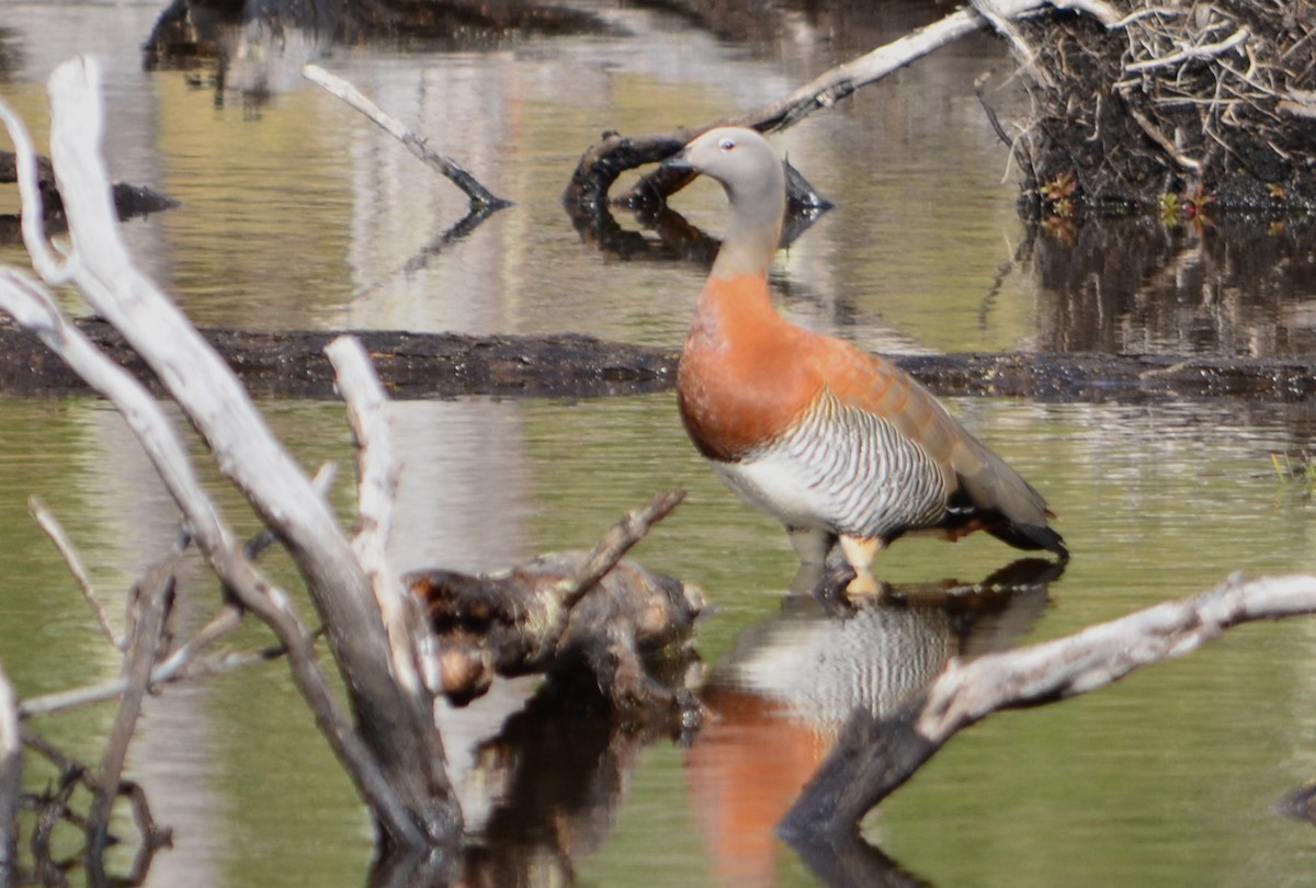 Ashy-headed Goose - MARIO ELOSEGUI