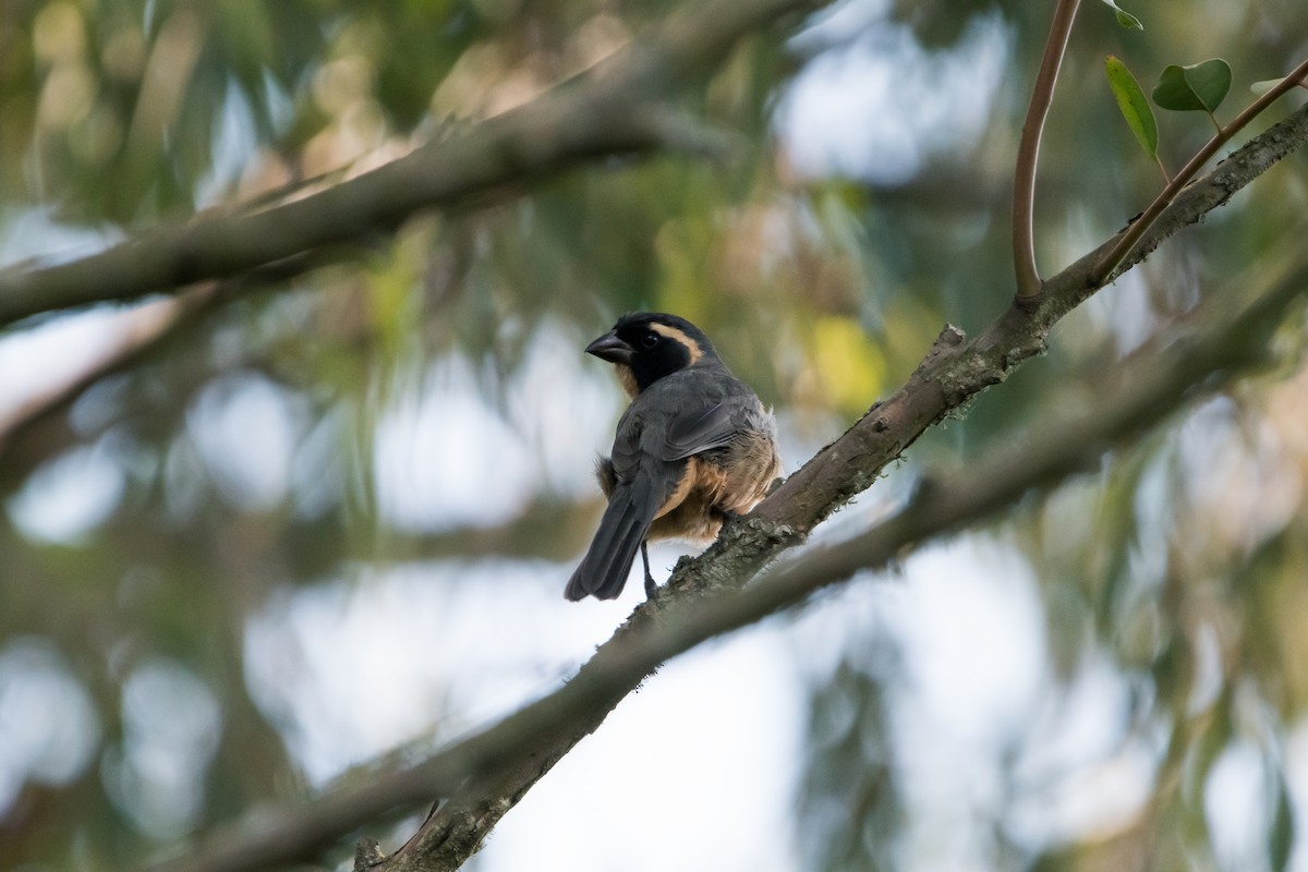 Golden-billed Saltator - ML610802232