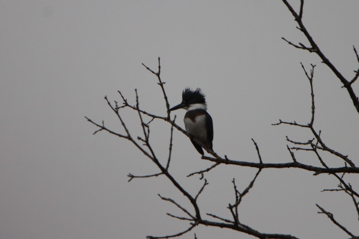 Belted Kingfisher - ML610802252