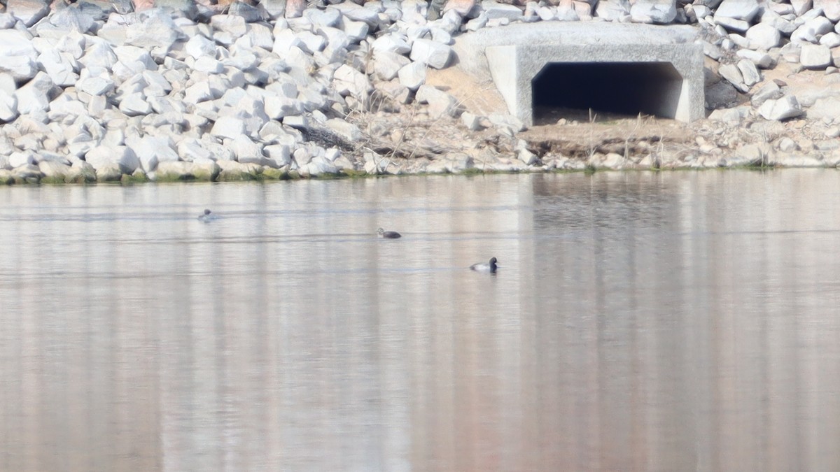 Long-tailed Duck - Bez Bezuidenhout