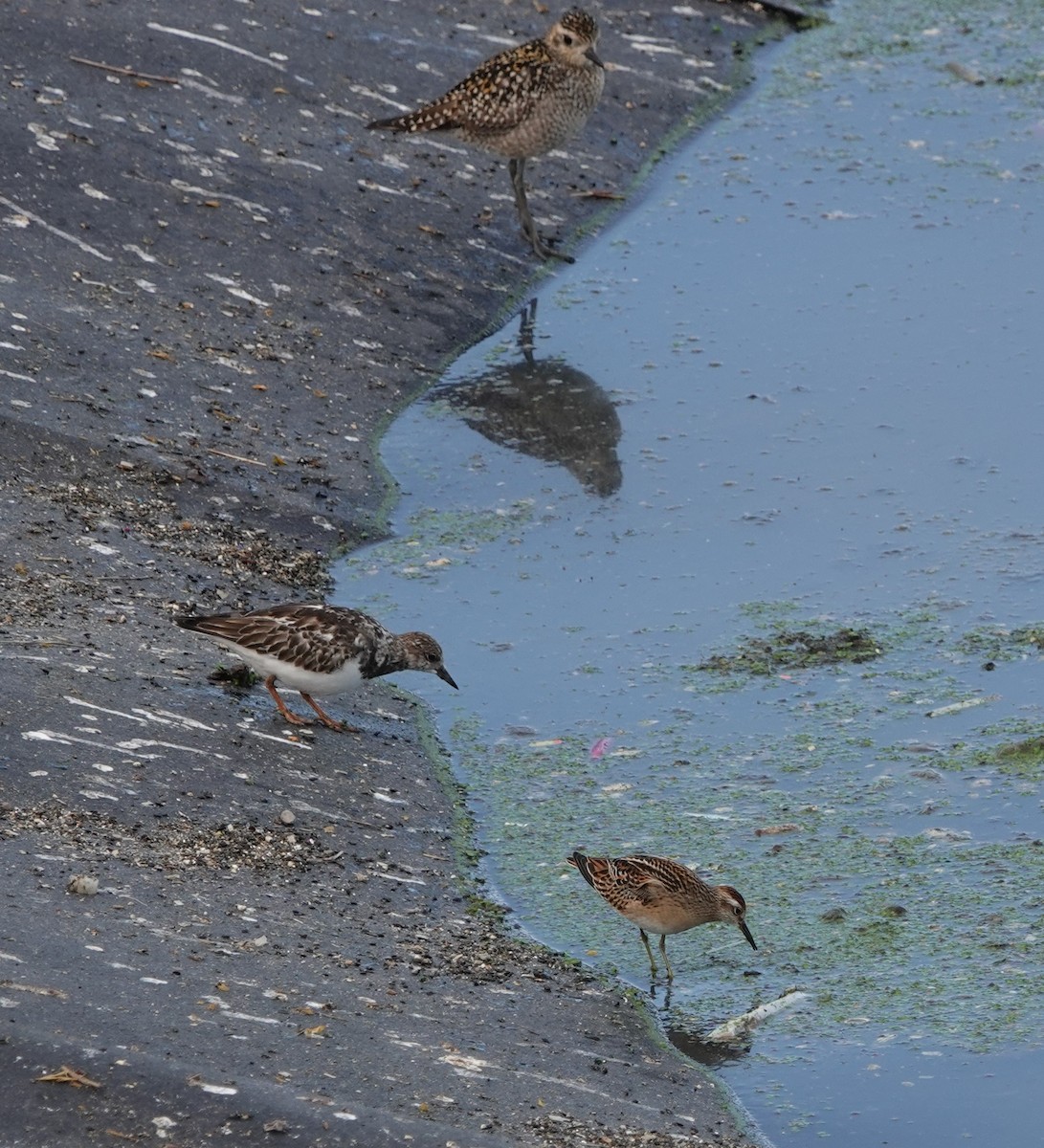 Sharp-tailed Sandpiper - ML610802369