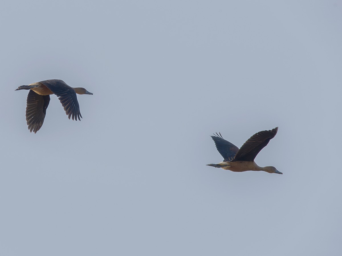 Fulvous Whistling-Duck - ML610802374