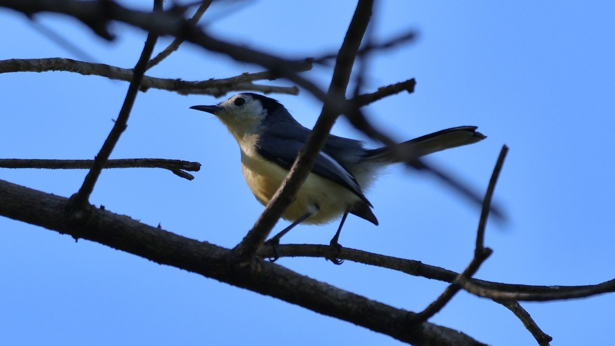 Creamy-bellied Gnatcatcher - ML610802422