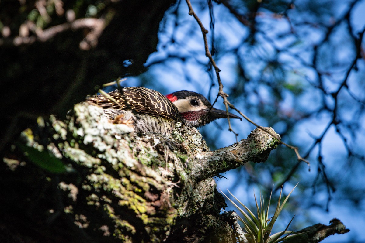 Green-barred Woodpecker - ML610802433