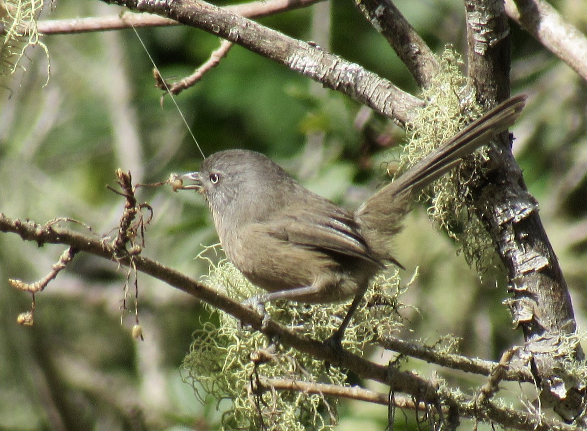 Wrentit - ML610802438