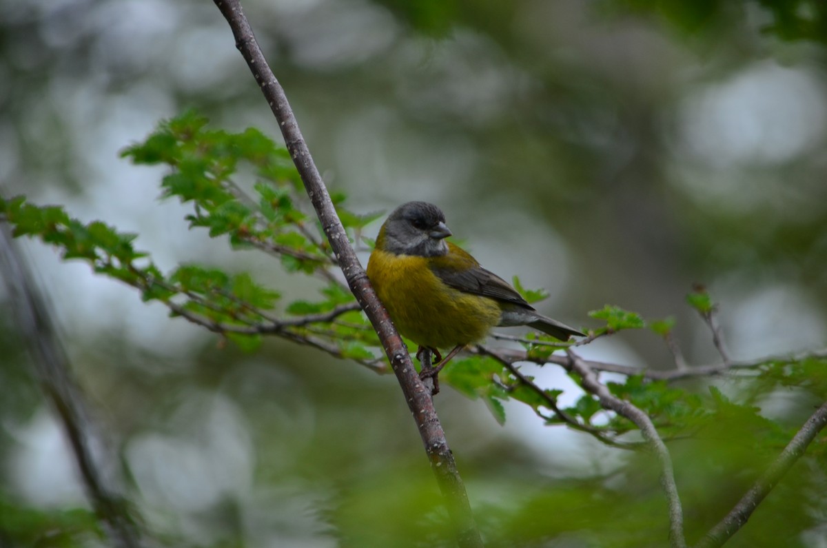 Patagonian Sierra Finch - MARIO ELOSEGUI