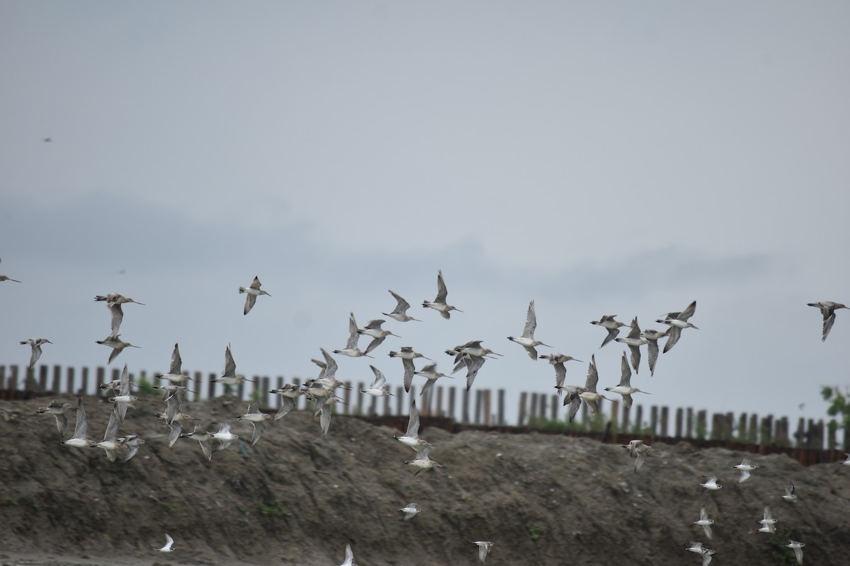 Bar-tailed Godwit - ML610802519