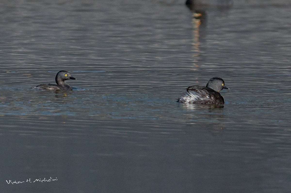 Least Grebe - Victor Hugo Michelini