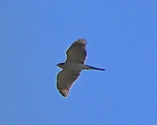 American Goshawk - ML610802596